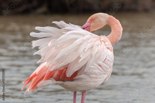 Φωτογραφία La toilette du Flamant rose