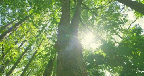 太陽の光が綺麗な新緑の木