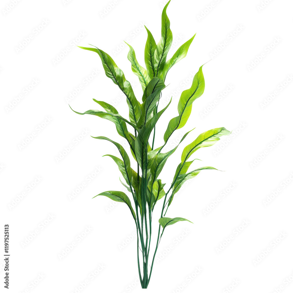 Fototapeta premium Tall plant with wavy edged leaves, perfect for aquariums or home decor. Its vibrant green color adds fresh touch to any space, creating lively atmosphere