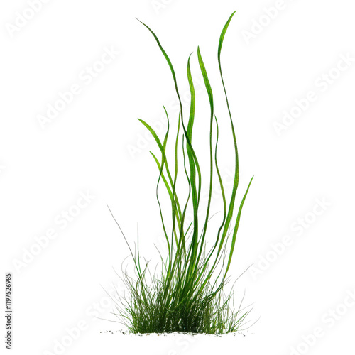 Thin grassy plant with long green blades, ideal for landscaping and aquariums, creating natural look and enhancing aquatic environments