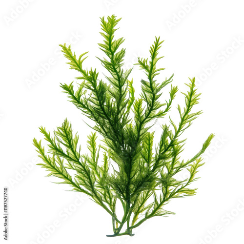 fast growing aquatic plant with vibrant green foliage, ideal for aquariums and water gardens, providing natural beauty and habitat for aquatic life