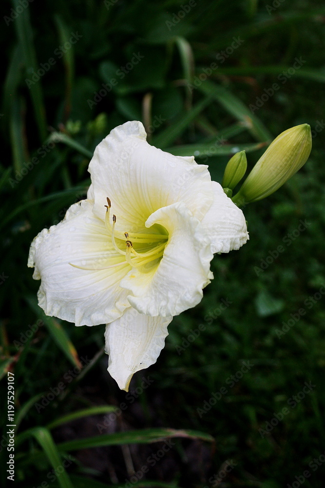 Fototapeta premium “Whispers of Pure Elegance: The White Day Lily”