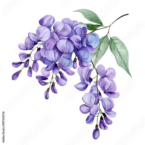 A watercolor illustration of a wisteria flower, isolated on a white background. Flower vector.
