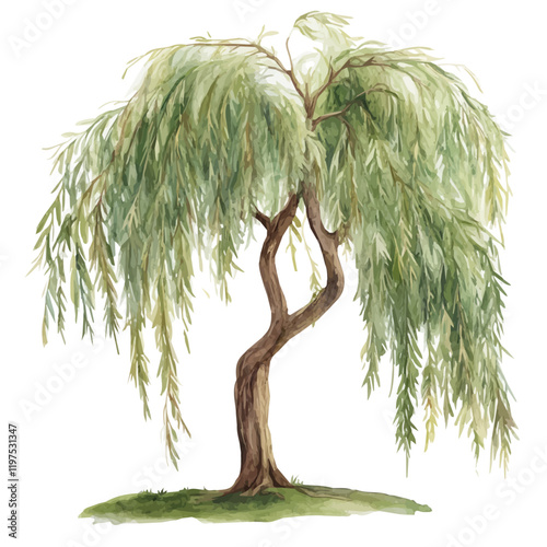 A watercolor illustration of a willow tree, isolated on a white background. Tree vector.
