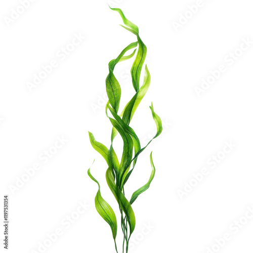 Tall ribbon like aquatic plant with vibrant green leaves, ideal for aquariums and water gardens, adding natural touch to aquatic environments