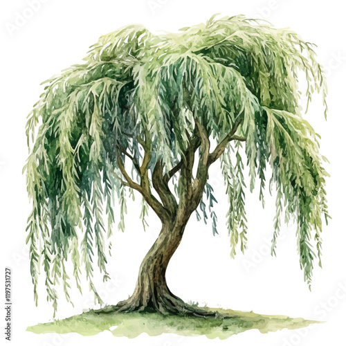 A watercolor illustration of a willow tree, isolated on a white background. Tree vector.
