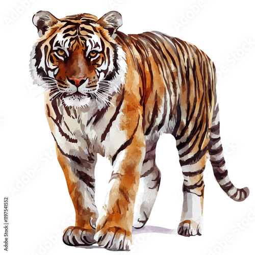 A watercolor drawing of a tiger, isolated on a white background. Animal vector.
