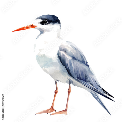 A watercolor drawing of a tern, isolated on a white background. Bird vector.
