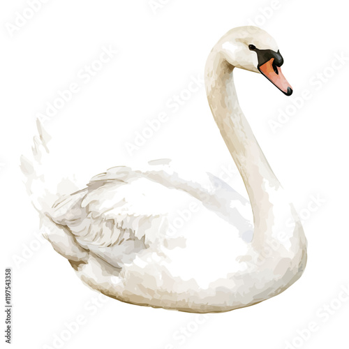 A watercolor of a Swan, isolated on a white background. Swan vector.
