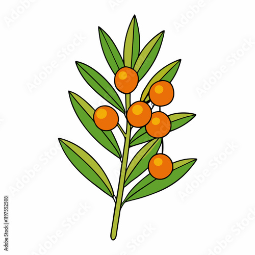 sea buckthorn fruit vector