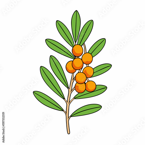 sea buckthorn fruit vector