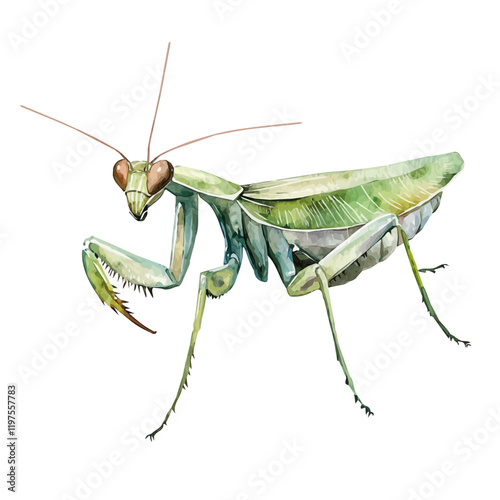 A watercolor illustration of a mantis perched on a branch, with its distinctive folded forelegs, isolated on a white background. Mantis vector.
