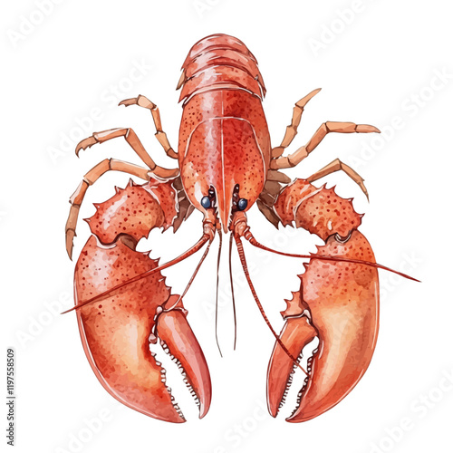 A watercolor drawing of a lobster, isolated on a white background. Lobster vector.
