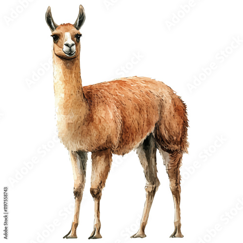 A watercolor clipart of a llama, isolated on a white background. Llama vector.
