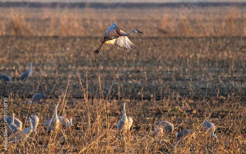 Sandhill Crane (Antigone canadensis) flaring for landing in a flooded cornfield in Staten Island, Lodi, California, low sunset light