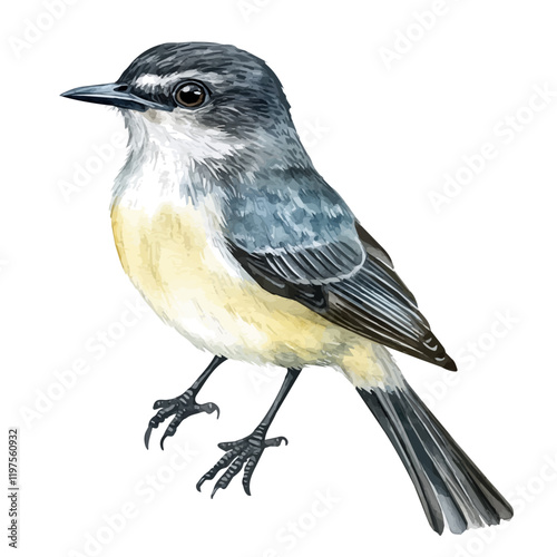 A watercolor drawing of a kingbird, isolated on a white background. Kingbird vector.
