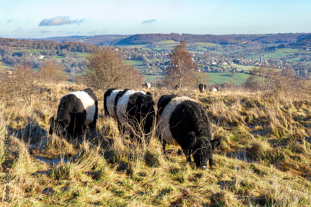 Belted Galloway cattle conservation grazing on Rudge Hill Nature Reserve (Scottsquar Hill), Edge Common, Edge, Gloucestershire UK