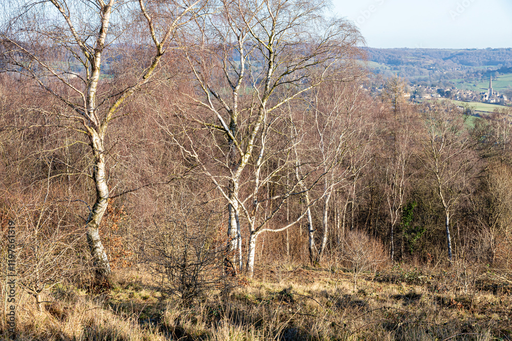 Silver birch trees in winter on Rudge Hill Nature Reserve (Scottsquar Hill), Edge Common, Edge, Gloucestershire UK - Painswick is in the background. Silver birch trees in winter on Rudge Hill Nature Reserve (Scottsquar Hill), Edge Common, Edge, Gloucestershire UK - Painswick is in the background.