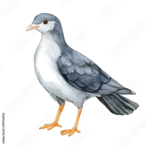 A watercolor drawing of a kagu, isolated on a white background. Kagu vector.
