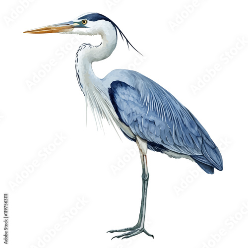 A watercolor vector of a heron, isolated on a white background. Heron vector.







