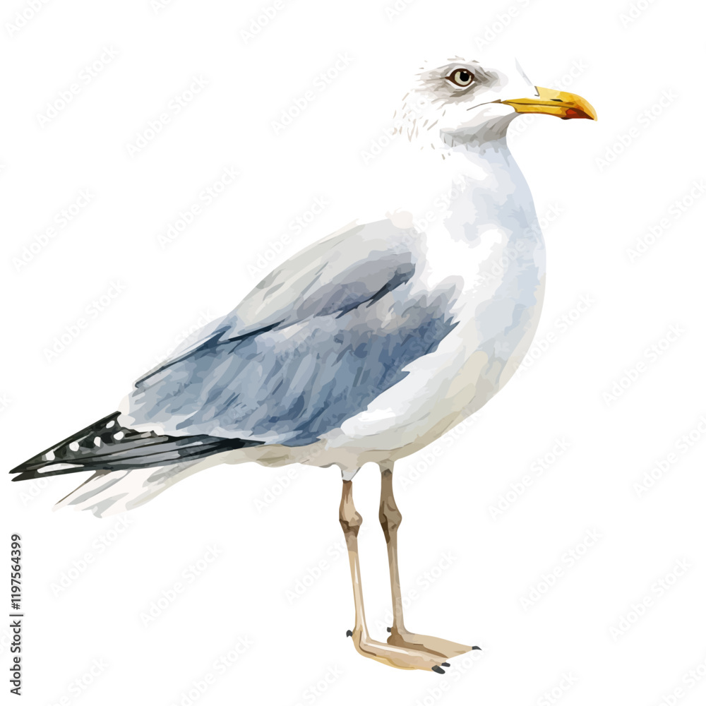 A watercolor of a gull, isolated on a white background. Gull vector.
A watercolor of a gull, isolated on a white background. Gull vector.
