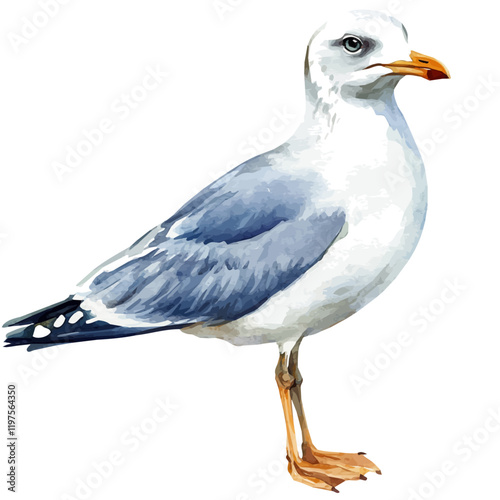 A watercolor of a gull, isolated on a white background. Gull vector.
