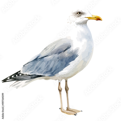 A watercolor of a gull, isolated on a white background. Gull vector.
