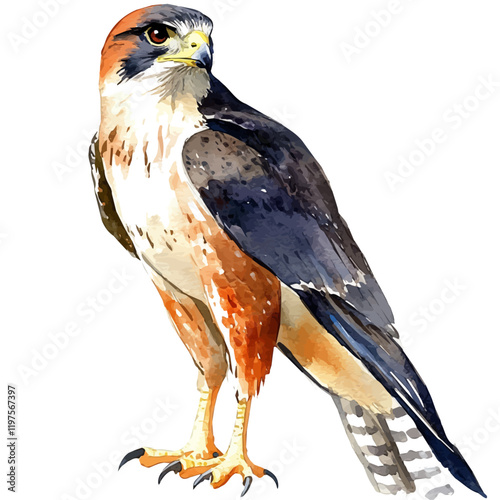 A watercolor vector of a falcon, isolated on a white background. Falcon vector.
