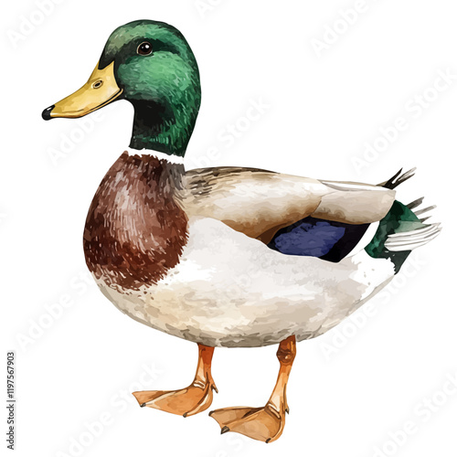 A watercolor illustration of a duck, isolated on a white background. Duck vector.

