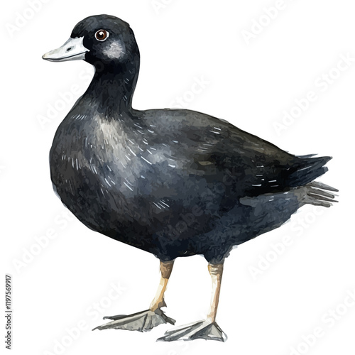 A watercolor painting of a coot, isolated on a white background. Coot vector.
