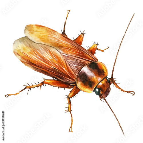 A watercolor of a cockroach, isolated on a white background. Cockroach vector.
