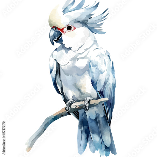 A watercolor drawing of a cockatoo, isolated on a white background. Cockatoo vector.
