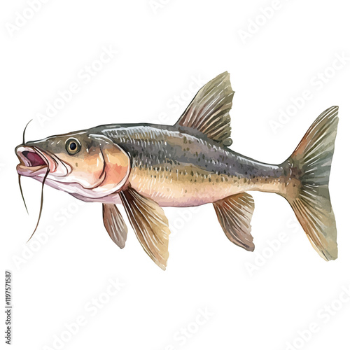 A watercolor of a catfish with barbels, isolated on a white background. Catfish vector.
