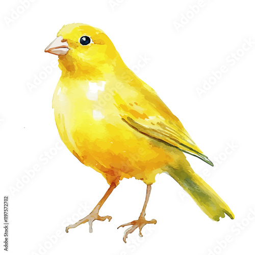 A watercolor drawing of a canary, isolated on a white background. Canary vector.
