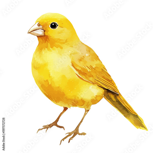A watercolor drawing of a canary, isolated on a white background. Canary vector.
