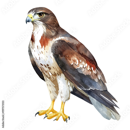 A watercolor painting of a buzzard, isolated on a white background. Buzzard vector.
