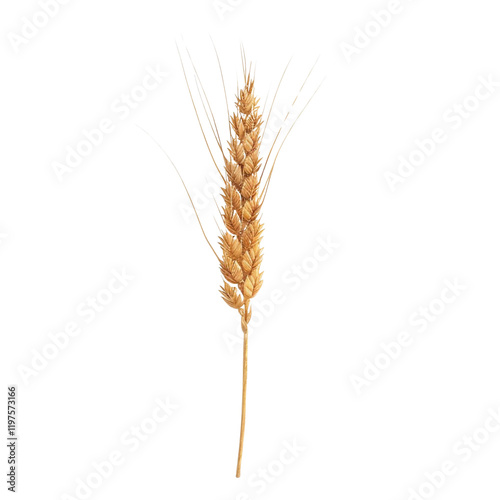 Golden wheat stalk isolated on transparent background perfect for design elements and agricultural themes showcasing natural beauty and harvest imagery