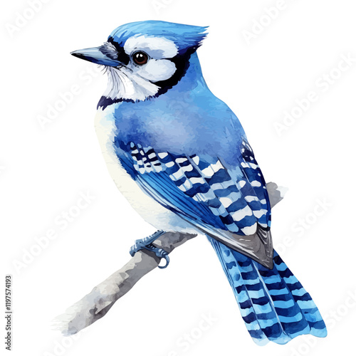 A watercolor of a blue jay, isolated on a white background. Blue Jay vector.
