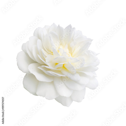 Wallpaper Mural White rose isolated on a white background Torontodigital.ca