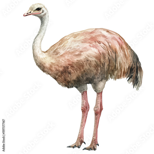 A watercolor vector of an ostrich, isolated on a white background. Ostrich vector.
