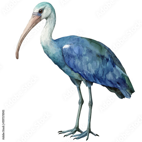 A watercolor drawing of an ibis, isolated on a white background. Ibis vector.
