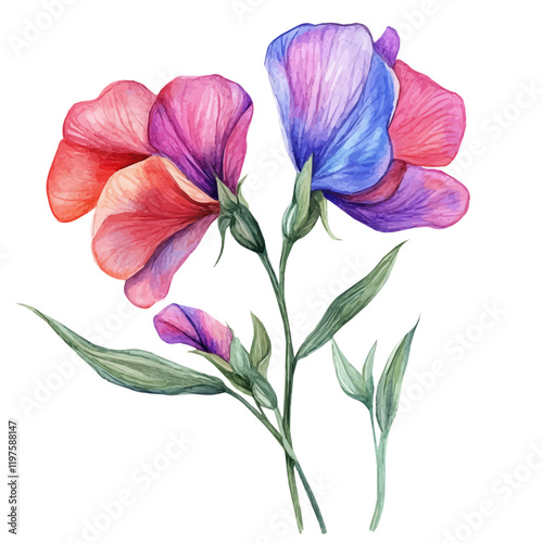 A watercolor painting of a sweet pea flower, isolated on a white background. Sweet pea flower vector.
