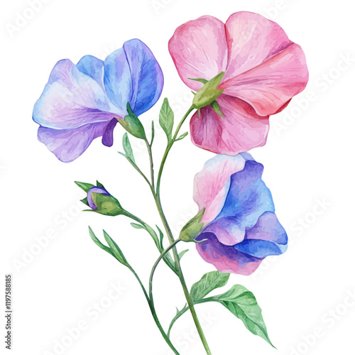 A watercolor painting of a sweet pea flower, isolated on a white background. Sweet pea flower vector.
