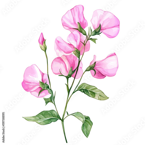 A watercolor painting of a sweet pea flower, isolated on a white background. Sweet pea flower vector.
