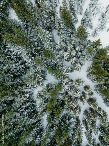 Aerial view of snow-covered evergreen forest in south Iceland during winter...