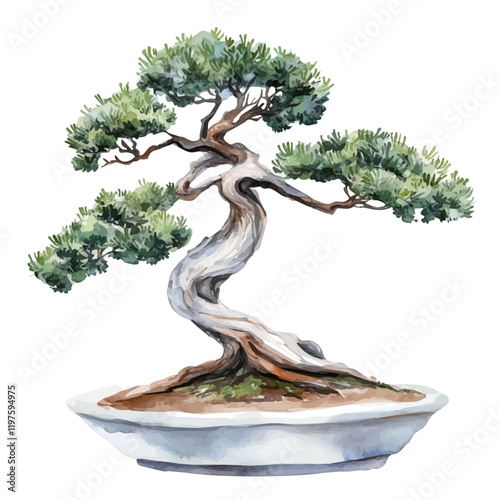 A watercolor of a shore pine bonsai, isolated on a white background. Shore pine bonsai vector.
