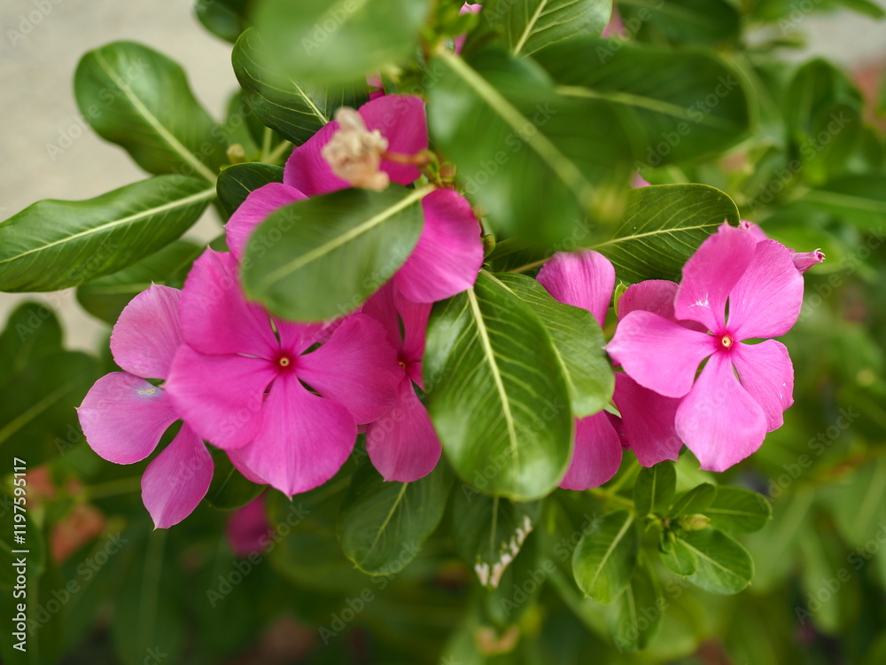 Catharanthus pink. Pink flowers periwinkle catharanthus. Catharanthus pink. Pink flowers periwinkle catharanthus.