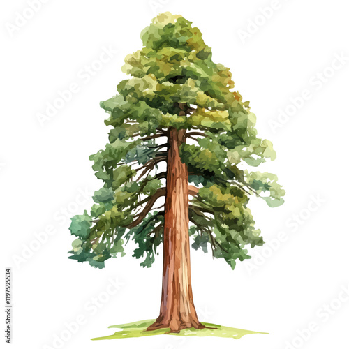 A watercolor of a sequoia tree, isolated on a white background. Sequoia tree vector.
