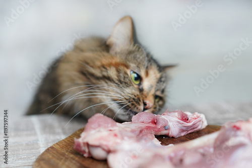 Cat eating raw meat from the table photo