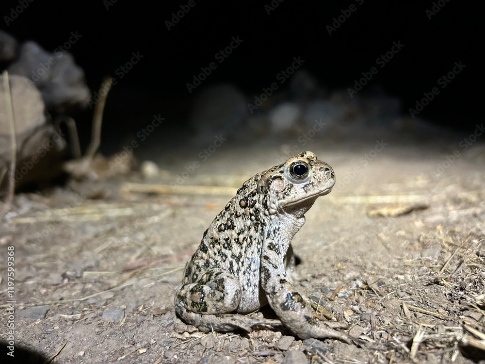 Obraz premium Toadally